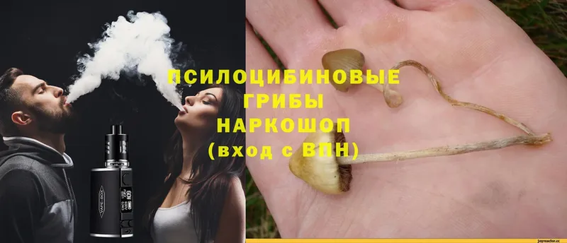 Псилоцибиновые грибы MAGIC MUSHROOMS  даркнет сайт  Гвардейск 